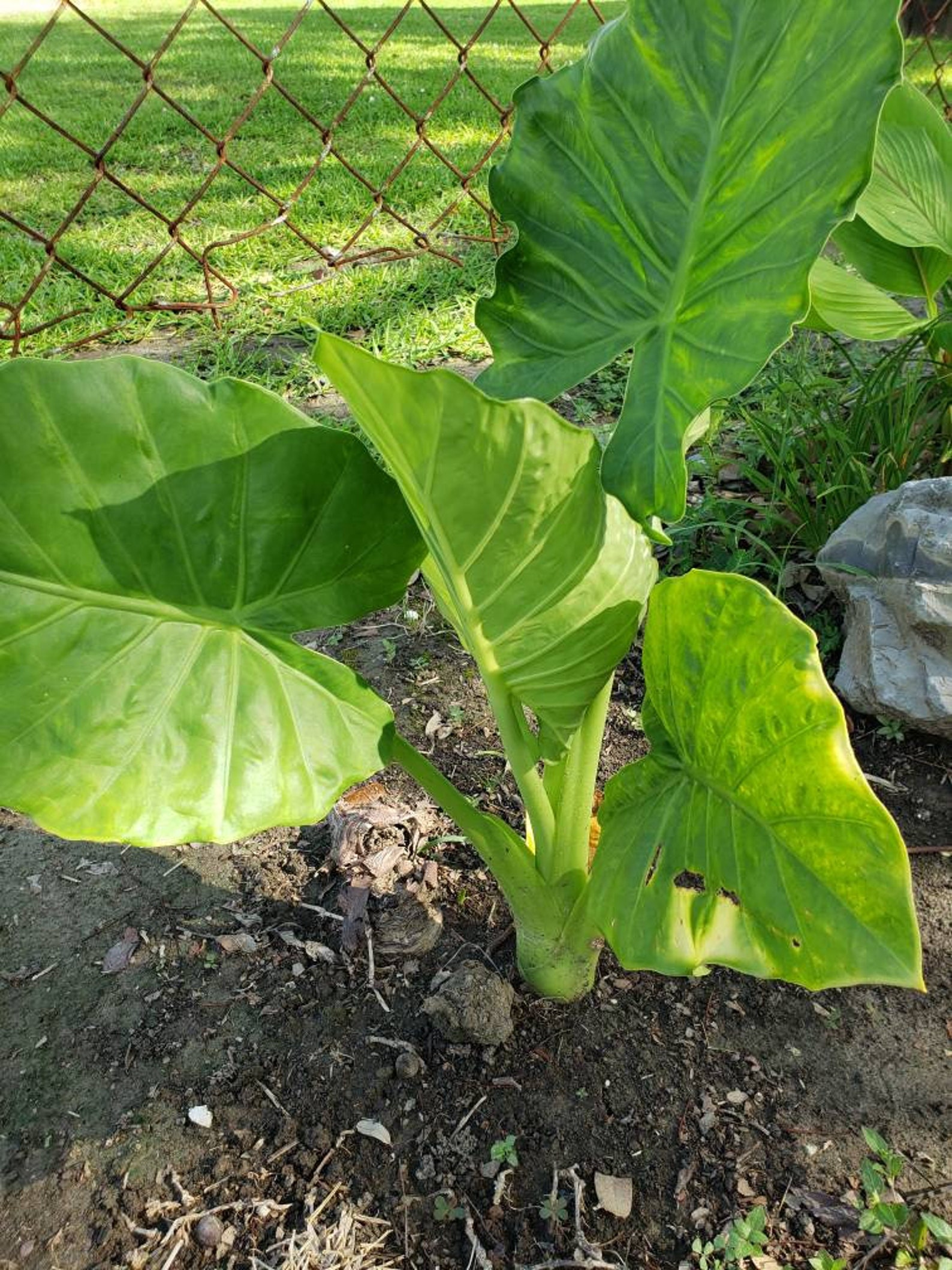 1 Giant Elephant Ear Plant bulb Etsy