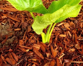 1 Upright Elephant Ear Starter Plant