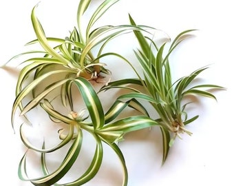 1 Live Spider Plant  rooted