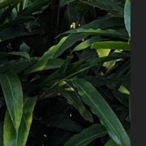 2 Shell Ginger Rhizomes/Tumeric/Alpinia zerumbet image 3