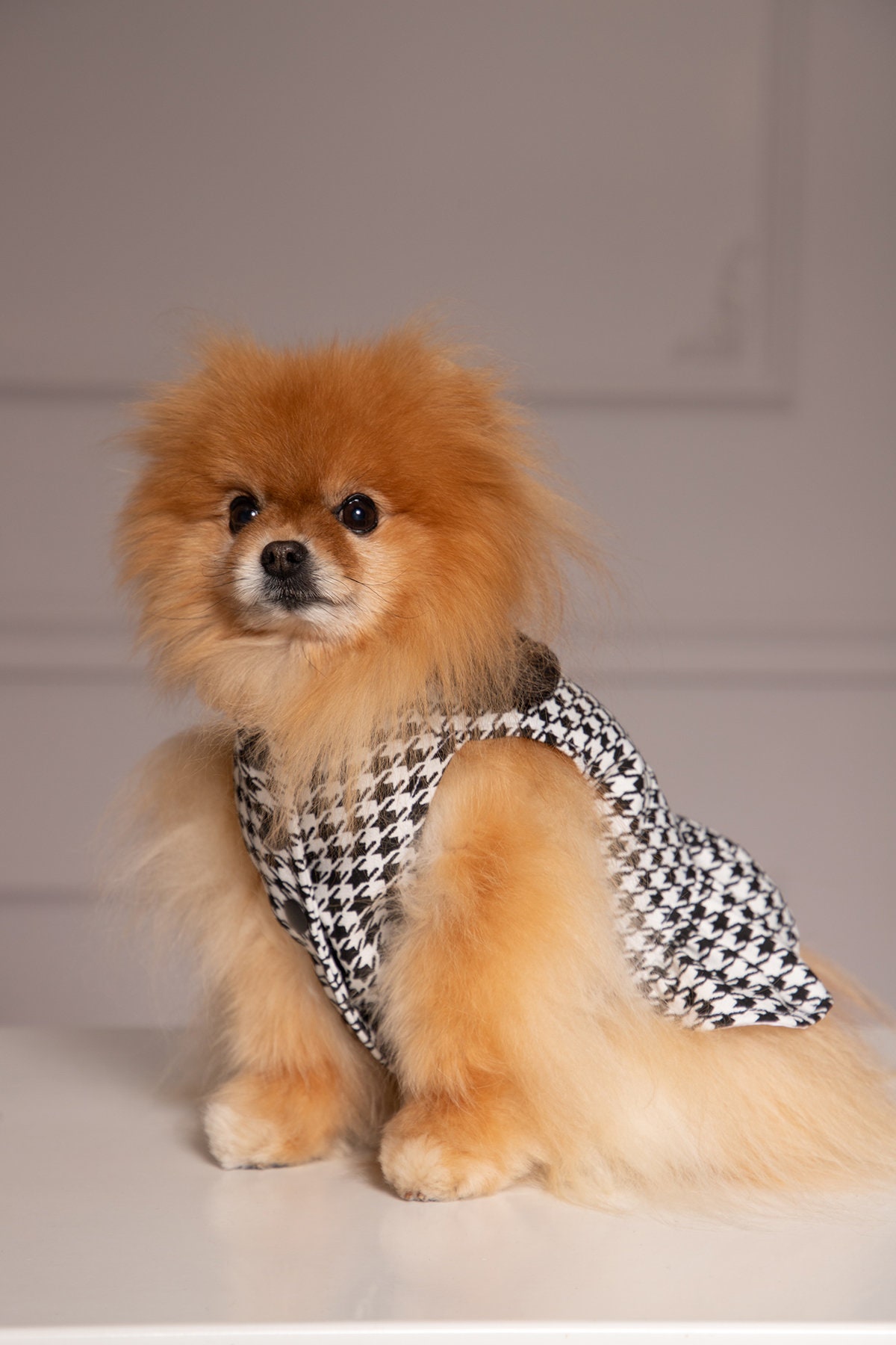 Pomeranian clothes uk 2025