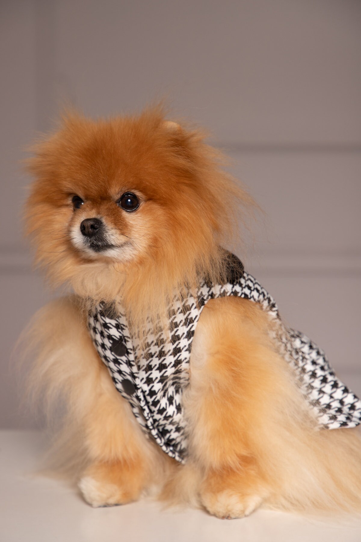 Black & White Dress Coat for Pomeranian and Other Small Breed