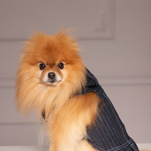 May include: A small, fluffy, orange Pomeranian dog wearing a blue denim vest with white stripes. The dog is sitting on a white surface and looking directly at the camera.