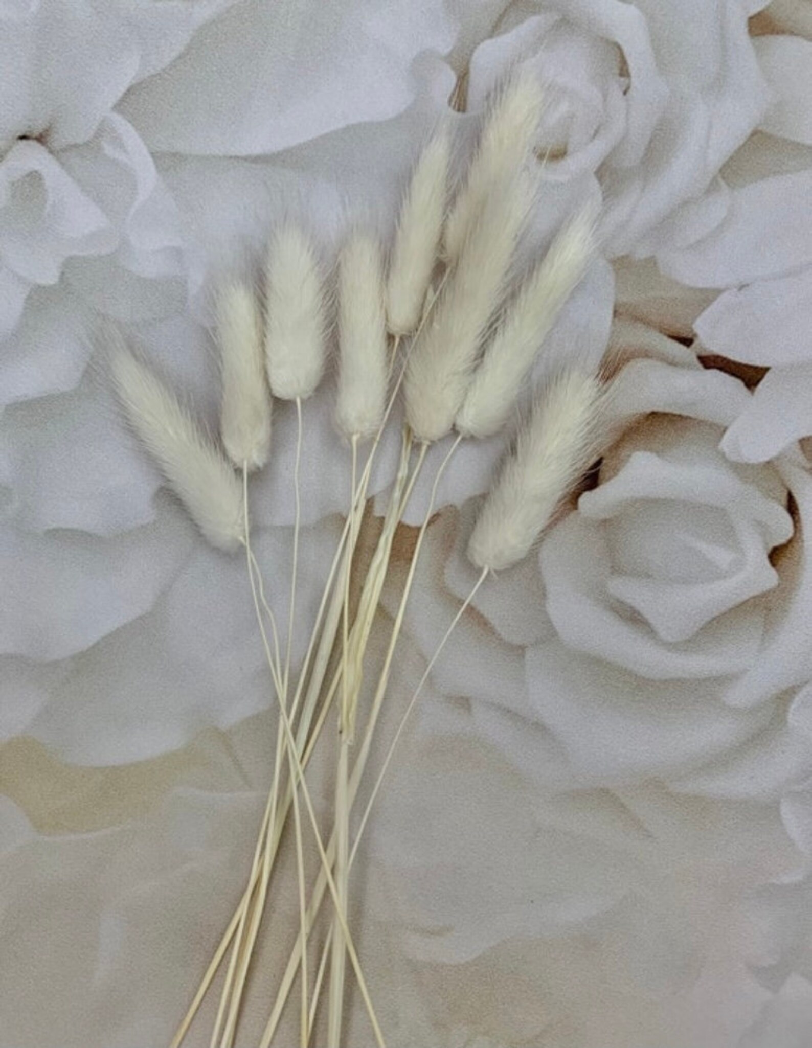 Bunny Tails Grass Lagurus Natural Brown Bunny Tails / Etsy UK