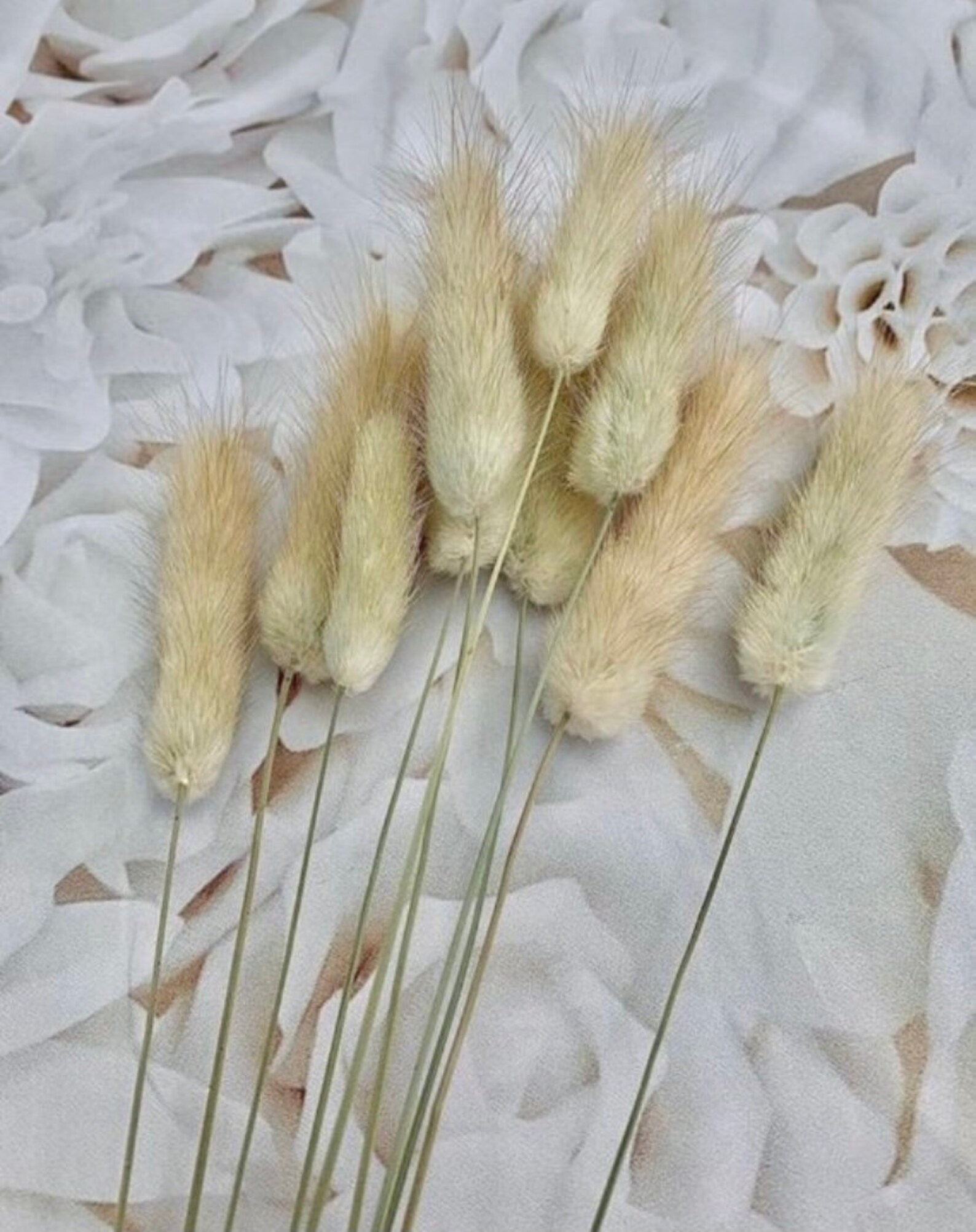 Bunny Tails Grass Lagurus Natural Brown Bunny Tails / Etsy Canada