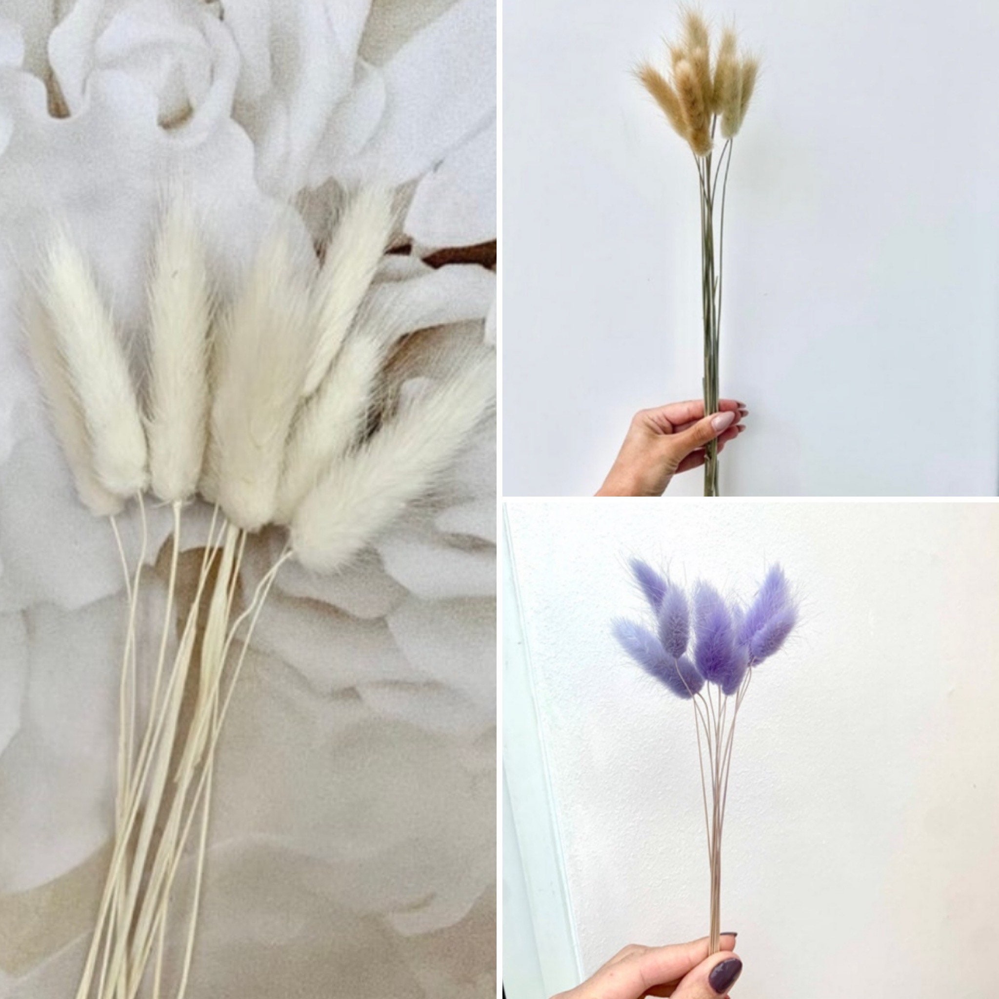 Bunny Tails Grass Lagurus Natural Brown Bunny Tails / Etsy UK