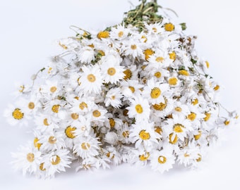 Dried White Daisies Dried Bunch Natural Rodanthe Daisy Or Straw Flower 40cm /16 Inches  Natural / Rustic Home Decor / Rustic