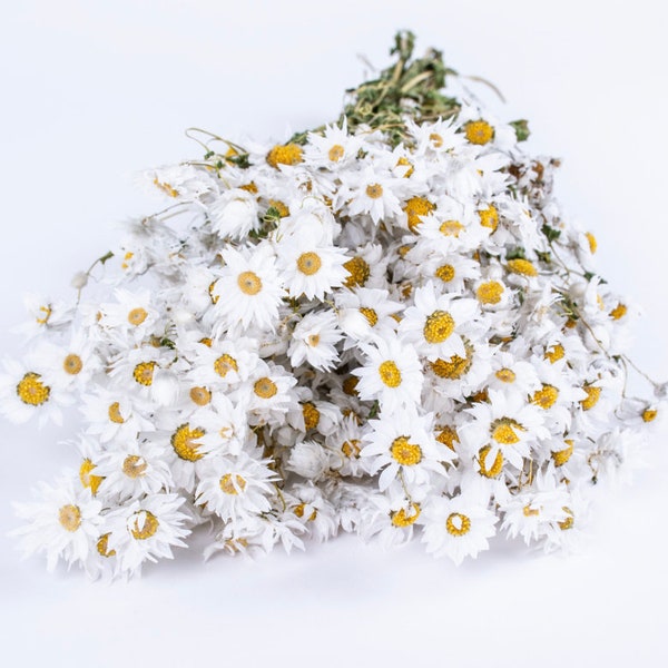 Dried White Daisies Bunch Natural Rodanthe Daisy Dried Straw Flower Natural Dried Flower Bouquet Rustic Home Decor Birthday Gift for her