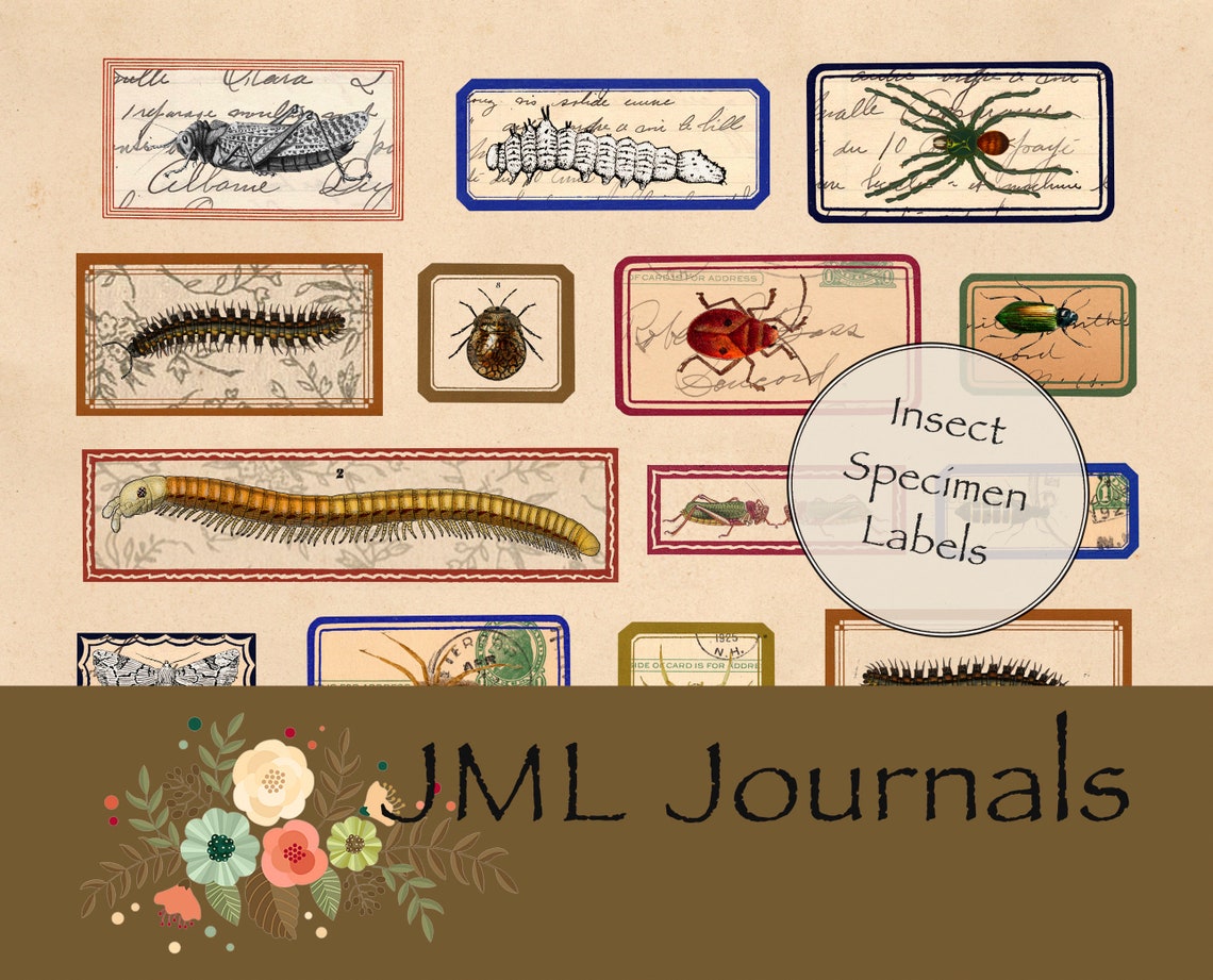 Insect Specimen Labels Digi Bugs Etsy