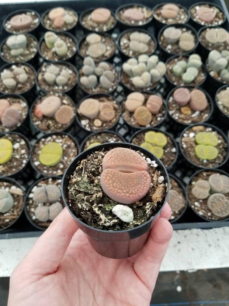 Live Stone 2.5'' Lithops 'living Stones'|rare|live Plant|living Rock|mimicry Plant ...