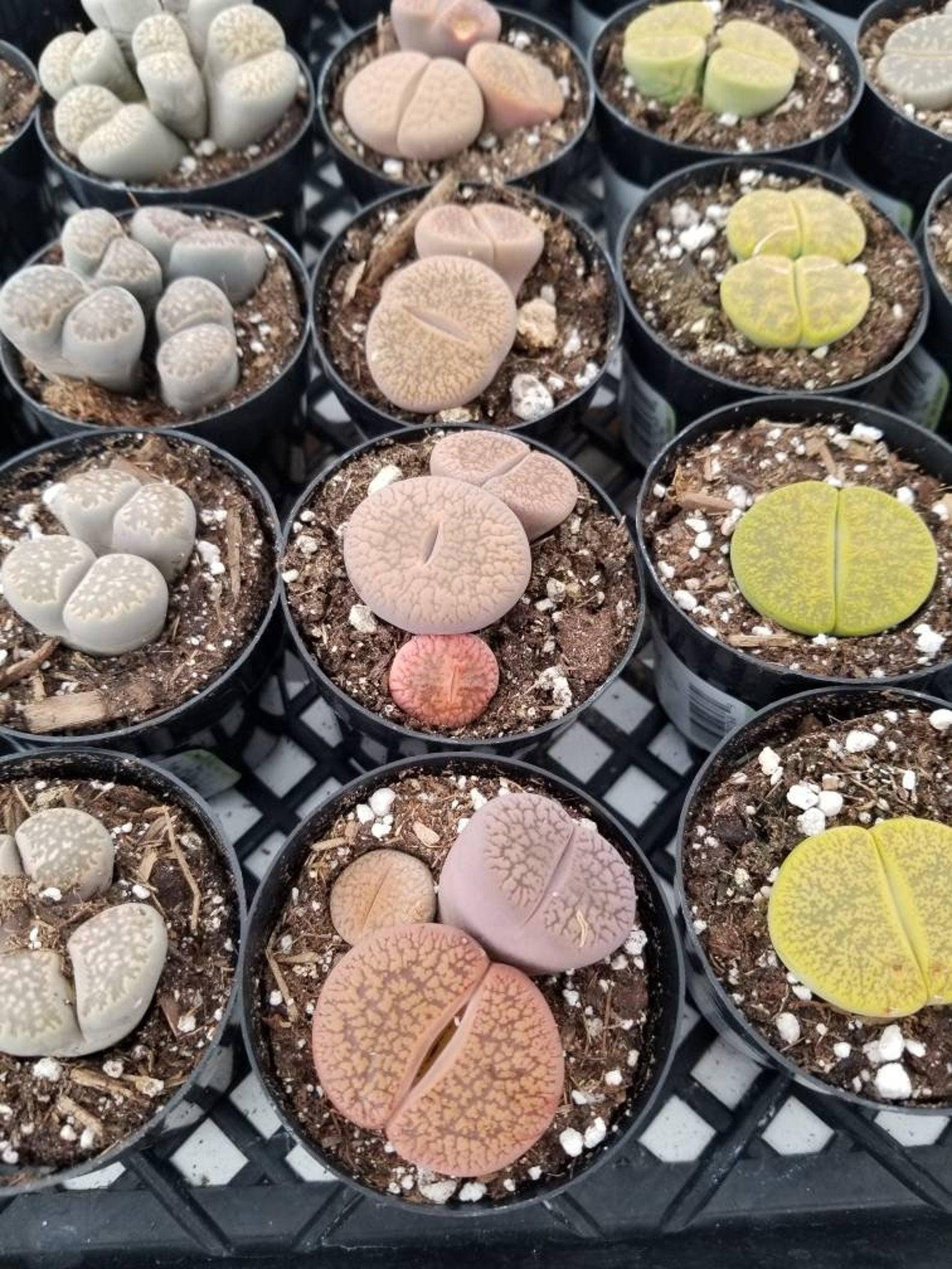 Live Stone 2.5'' Lithops 'living Stones'|rare|live Plant|living Rock|mimicry Plant ...