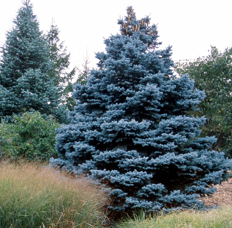 50 Colorado Blue Spruce High-quality Seeds Picea pungens glauca Garden Non-GMO image 2