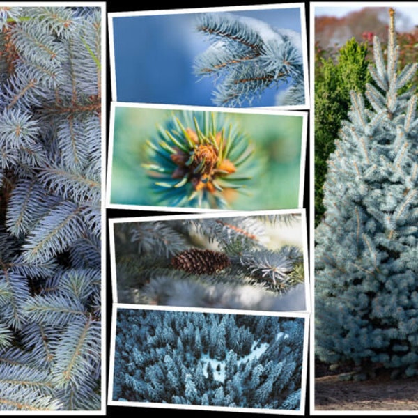 100 Blue Spruce Seeds - Christmas Trees (Colorado, Picea pungens)