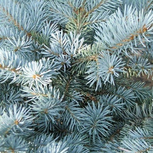 50 Colorado Blue Spruce High-quality Seeds Picea pungens glauca Garden Non-GMO image 5