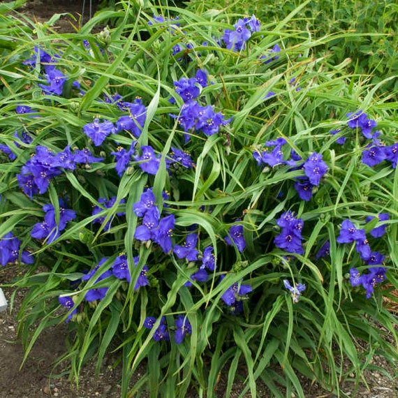 30 Tradescantia Spiderwort Flower Seeds Mix Perennial Garden Etsy