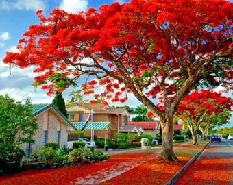 10 seeds ROYAL POINCIANA RED Flame Tree Delonix Regia Tropical Flamboyant Flower