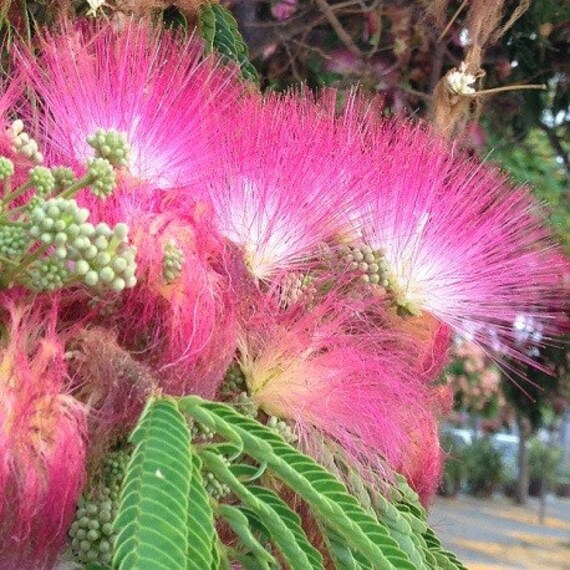 30 Persian Silk Tree Seeds Julibrissin Garden Nongmo Etsy