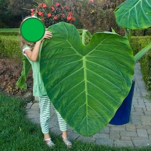 3 Live Bulbs | Colocasia Gigantea Giant Elephant Ear Thai Plant Huge Leaf Garden