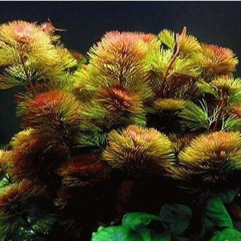 Red Cabomba Piauhyensis Furcata Fanwort Bunch Live Aquarium Plants image 1