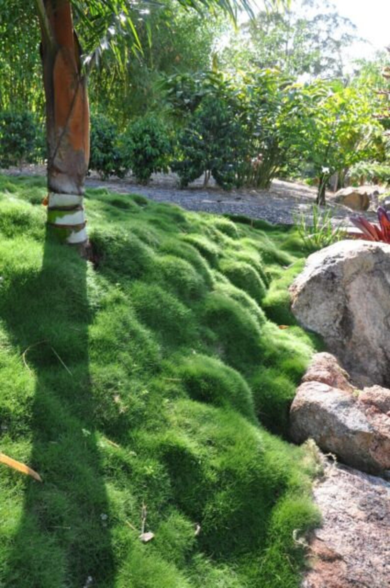 Rare Zoysia Tenuifolia Korean Grass Seeds 1/8 Lb Fresh Etsy