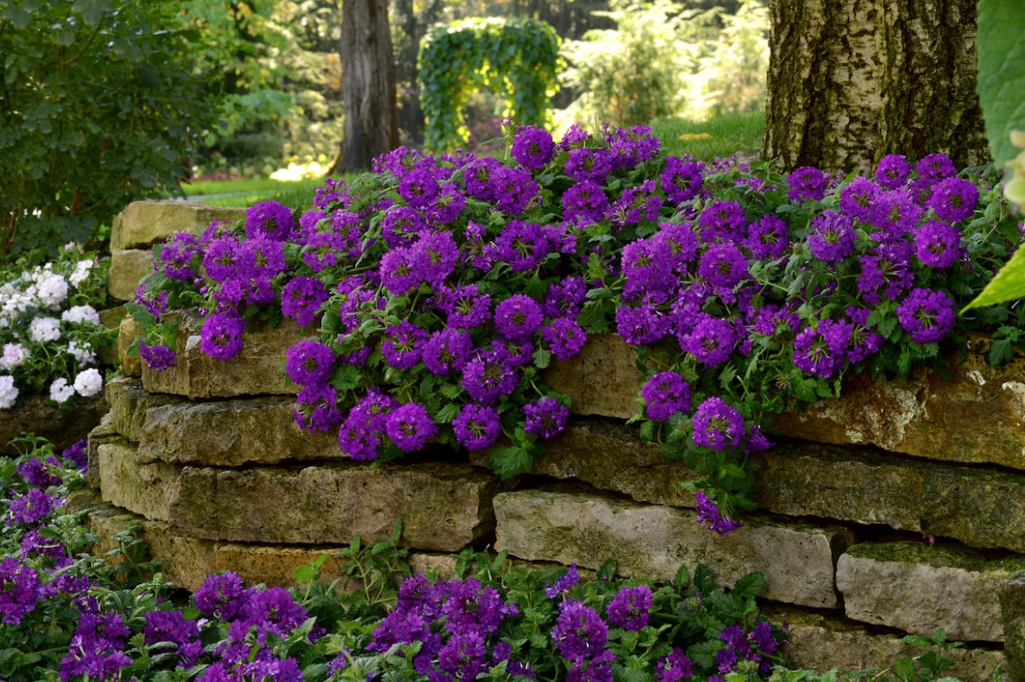 35 Verbena Blue Lagoon Perennial Flower Seeds Deer Resistant Etsy