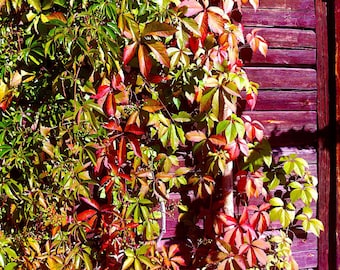 20+ Virginia Creeper High-quality Seeds Parthenocissus quinquefolia Garden Non-GMO