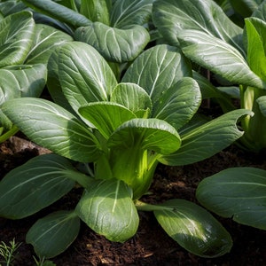 800 Pak Choi Chinese Cabbage Bok Choy Seeds USA Non-GMO Fresh Garden Seeds image 5