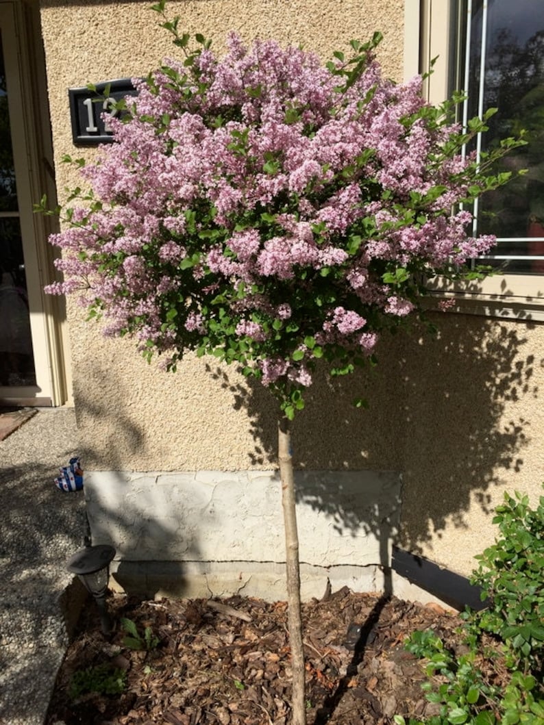 25 Japanese Tree Purple Lilac Seeds Perennial Powerful Lovely Etsy