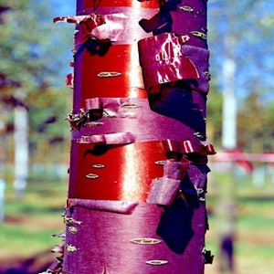 10 seeds Tibetan Paper Birchbark Cherry Tree Seeds Prunus serrula Hardy Shiny Bark Plant image 3