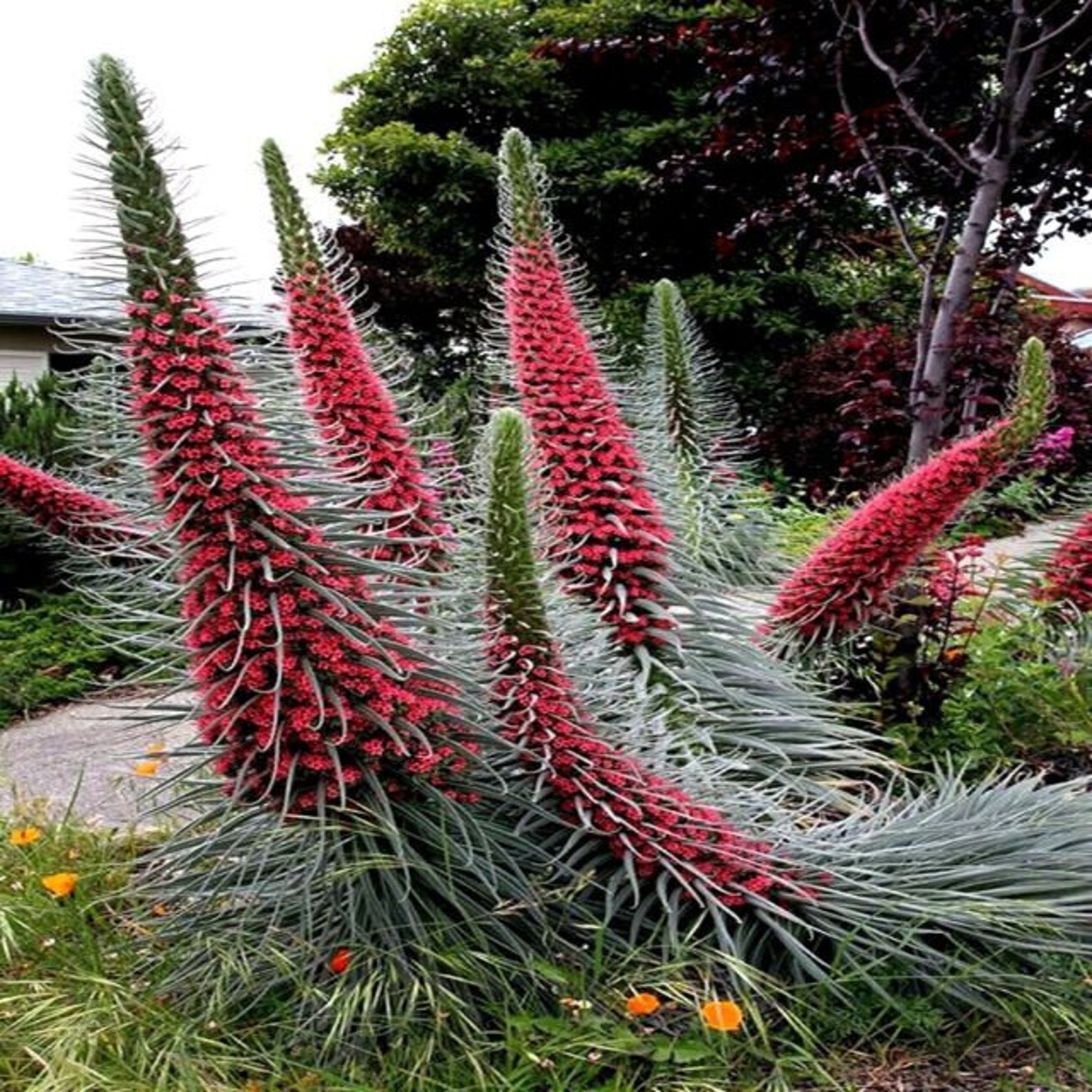20 TOWER OF JEWELS Seeds echium Wildpretii Garden Flower Etsy