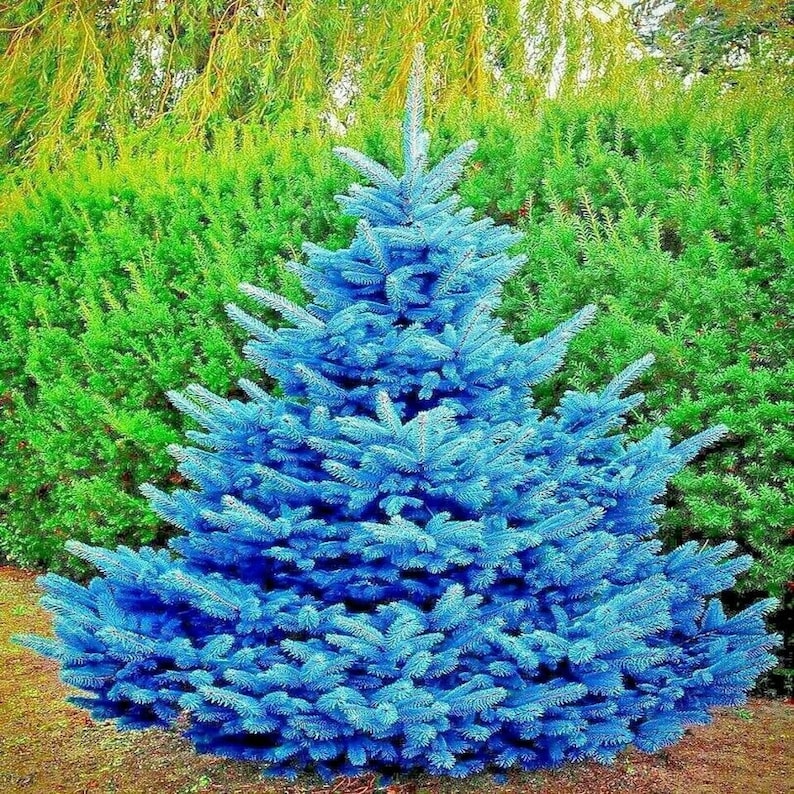 20 COLORADO BLUE SPRUCE Picea pungens Tree Seeds, Evergreen Bonsai Landscaping image 2