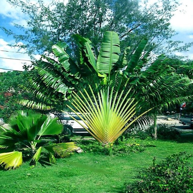 Ravenala agatheae – Orange Travellers Palm – Buy seeds at