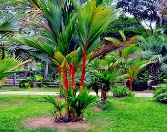 20 Red Sealing "LIPSTICK" Palm Tree Seeds