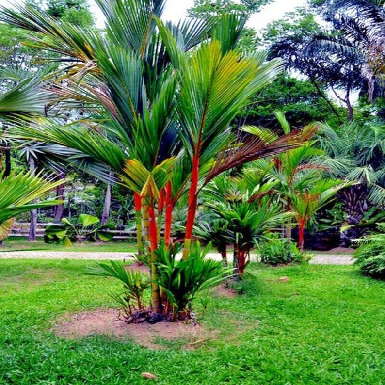 20 Red Sealing lipstick Palm Tree Seeds Etsy