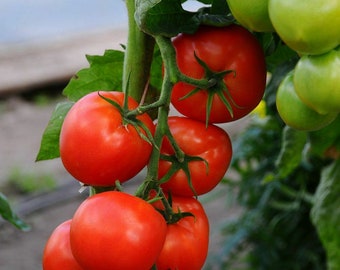 100+ Beefsteak Tomato Seeds Garden USA Non-GMO