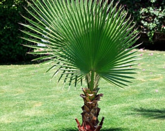 50+ California Fan Palm Tree Seeds