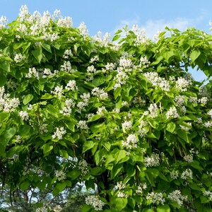 50 Northern Catalpa Tree High-quality Seeds Catalpa Speciosa Garden Non-GMO image 4