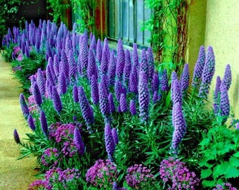 40 Seeds PRIDE OF MADEIRA Flower Seeds Echium fastuosum Blue Tower of Jewels Garden