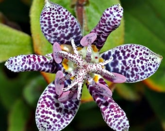 30+ Tricyrtis Japanese Toad Lily Flower Seeds Shade Perennial Deer Resistant Garden