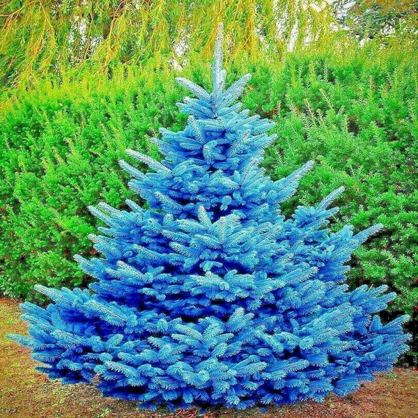 60 Seeds COLORADO BLUE SPRUCE (Picea pungens) "Glauca" Cold Hardy Bonsai Plant