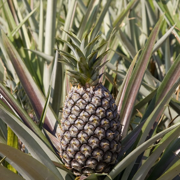 Pineapple Kona Sugarloaf Live Plant Edible Fruit Ananas Comosus Garden Indoor Outdoor