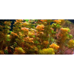Red Cabomba Piauhyensis Furcata Fanwort Bunch Live Aquarium Plants image 3
