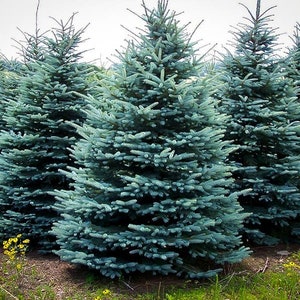 50+ Colorado Blue Spruce High-quality Seeds Picea pungens glauca Garden Non-GMO