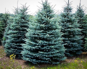 50+ Colorado Blue Spruce High-quality Seeds Picea pungens glauca Garden Non-GMO