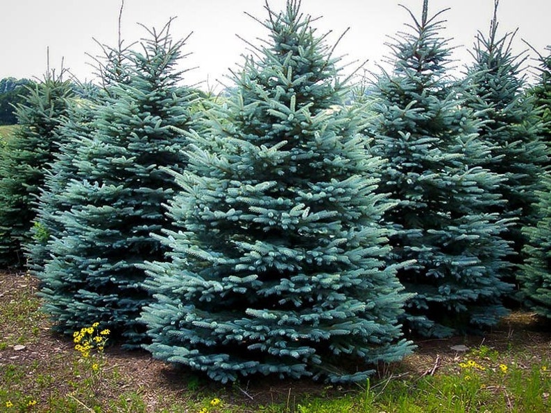 50 Colorado Blue Spruce High-quality Seeds Picea pungens glauca Garden Non-GMO image 1