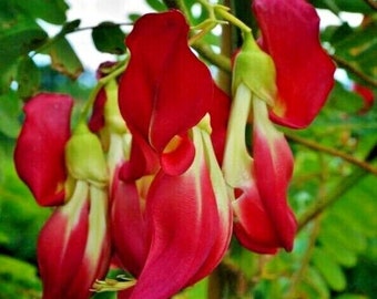 20 Hummingbird Tree Seeds (Sesbania grandiflora) "Agati" Flower Plant Fast
