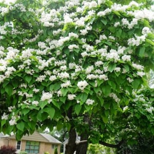 50 Northern Catalpa Tree High-quality Seeds Catalpa Speciosa Garden Non-GMO image 5