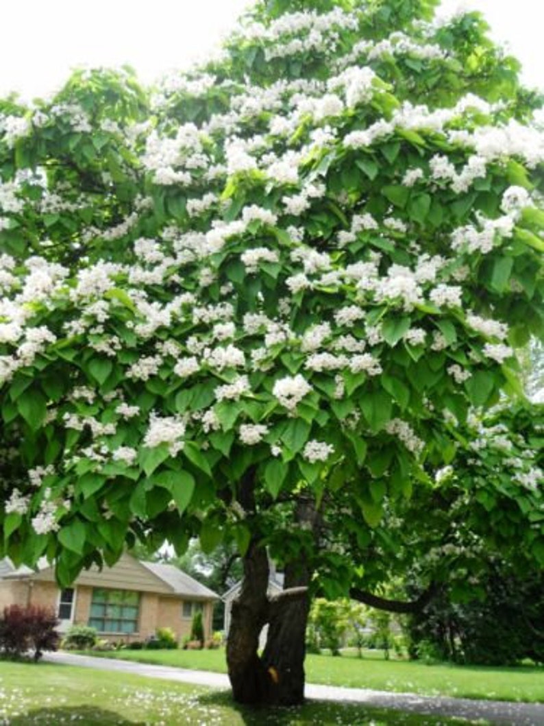 50 Northern Catalpa Tree High-quality Seeds Catalpa Speciosa Garden Non-GMO image 5