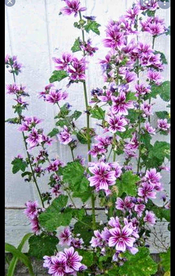 30+ Zebra Hollyhock Malva Flower Seeds/perennial - Etsy