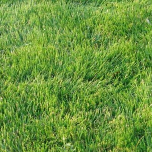 Zoysia Grass Seed Etsy